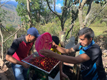 Load image into Gallery viewer, OCR Ecuador El Sauce