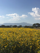 Load image into Gallery viewer, OCR Ethiopia Misty Valley Yirgacheffe