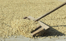 Load image into Gallery viewer, OCR Guatemala Flor de Maiz