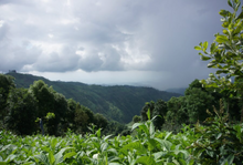 Load image into Gallery viewer, OCR East Java Walida Natural