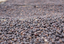 Load image into Gallery viewer, OCR East Java Walida Natural