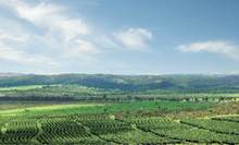 Load image into Gallery viewer, OCR Brazil Parceiros do Cafe