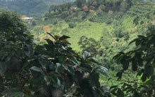 Load image into Gallery viewer, OCR Colombia Bochica
