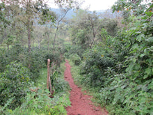 Load image into Gallery viewer, OCR Ethiopia Misty Valley Yirgacheffe
