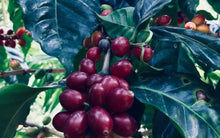 Load image into Gallery viewer, OCR Guatemala Flor de Maiz
