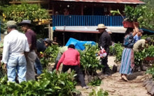 Load image into Gallery viewer, OCR Guatemala Flor de Maiz
