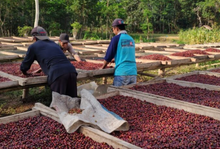 Load image into Gallery viewer, OCR East Java Walida Natural
